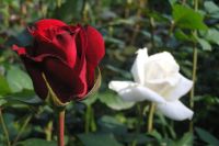 Лот: 4461163. Фото: 7. Продажа древесно-кустарниковых...