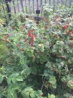 Лот: 7878559. Фото: 4. Земельный участок 8 соток за мкр... Красноярск