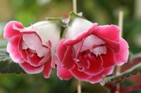 Лот: 2968564. Фото: 3. Глоксиния 36 (цветет). Растения и животные