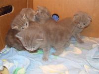 Лот: 2893851. Фото: 3. Британский короткошёрстный котенок. Растения и животные