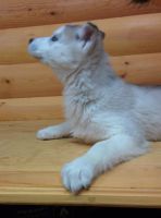 Лот: 3543194. Фото: 4. Щенок Хаски!!!. Красноярск