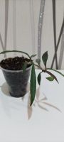 Лот: 20404706. Фото: 4. хойя ( h. mirabilis clon A). Красноярск