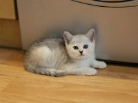 Лот: 11739374. Фото: 2. Британский котенок 2 мес - мальчик2... Животные и уход