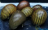 Лот: 6768869. Фото: 2. Улитка Neritina natalensis sp... Аквариумистика