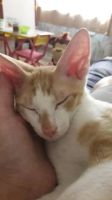 Лот: 13831071. Фото: 6. Котенок канадского и донского...