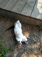 Лот: 14485523. Фото: 2. котенок. Животные и уход