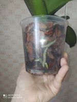Лот: 17463369. Фото: 7. Орхидея фаленопсис Меджик арт