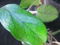 Лот: 13553104. Фото: 3. Хойя Hoya Wat Doi Tung. Растения и животные