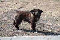 Лот: 2765848. Фото: 2. собака, выдерживает северные морозы... Животные и уход