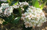 Лот: 14524840. Фото: 2. Черноплодная рябина Арония ( Aronia... Семена, рассада, садовые растения