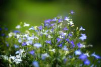 Лот: 8719204. Фото: 6. Canon FD 55mm f/1.2 S.S.C. AsphericaL...