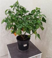 Лот: 15805139. Фото: 3. Carolina Reaper! Взрослые растения... Растения и животные