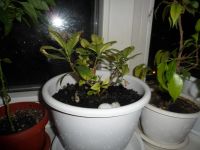 Лот: 5422479. Фото: 3. гардения (жасмин). Растения и животные