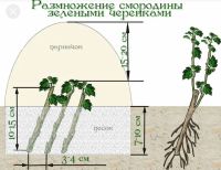 Лот: 17542239. Фото: 2. Чёрная смородина, саженцы. Растения и животные