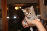 Лот: 306990. Фото: 2. Подарим трехцветного котенка... Животные и уход