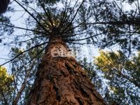 Лот: 25295123. Фото: 7. участок , СНТ Рось СНТ Рось, 57...