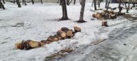 Лот: 21641356. Фото: 2. Дрова. Дрова, топливо