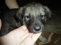Лот: 2009088. Фото: 2. пес срочно!!! кобель около месяца... Животные и уход
