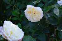 Лот: 16736974. Фото: 2. Роза / Дэвид Остин / Транквиллити... Семена, рассада, садовые растения