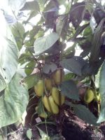Лот: 10178714. Фото: 2. перец болгарский, свой, с деревни. Продукты