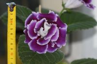 Лот: 3967219. Фото: 7. Глоксиния (фиолетовая махровая...