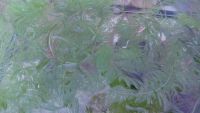 Лот: 14626797. Фото: 2. Роголистник-растение в аквариум. Аквариумистика