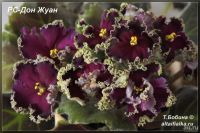 Лот: 13736446. Фото: 3. "РС–Дон Жуан" - фиалка. (Лист... Растения и животные
