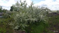 Лот: 11347767. Фото: 5. Продам участок пос. Солонцы снт...