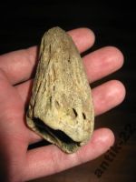 Лот: 6216428. Фото: 6. Зуб клык окаменелость !!!