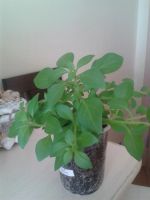 Лот: 3801693. Фото: 3. Петуния гибрид Surfinia Table... Для дачи, дома, огорода, бани, парка