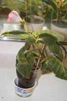 Лот: 4278445. Фото: 4. Розовая махровая глоксиния (цветет... Красноярск