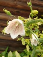 Лот: 13880586. Фото: 5. Колокольчик белый