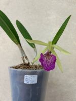Лот: 25710982. Фото: 3. Орхидея Bc. Saint Andre. Растения и животные