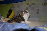 Лот: 2215980. Фото: 2. шотландский клубный котенок. Животные и уход