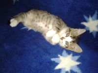 Лот: 6050379. Фото: 3. Полосатый озорник-котенок. Растения и животные