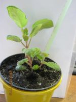 Лот: 5888574. Фото: 3. глоксиния. Растения и животные