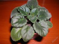 Лот: 1267375. Фото: 2. Фиалка Ness' Crinkle Blue (полумини... Комнатные растения и уход