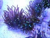 Лот: 6239575. Фото: 3. Эуфиллия факельная (Euphyllia... Растения и животные