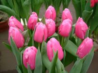Лот: 10674319. Фото: 3. Тюльпаны оптом, сорт Jumbo Pink... Растения и животные