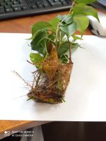 Лот: 21092368. Фото: 2. Фикус бенджамина. Комнатные растения и уход