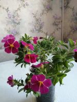 Лот: 13869904. Фото: 4. Калибрахоа Superbells Cherry star... Красноярск