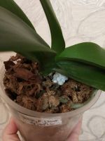 Лот: 14084433. Фото: 3. Орхидея Фаленопсис ,Lioulin Preppy... Растения и животные