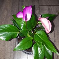 Лот: 20907826. Фото: 2. растение антуриум (интересует... Комнатные растения и уход