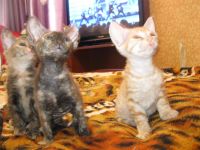 Лот: 3873139. Фото: 2. Котята сфинксы (велюровые). Животные и уход