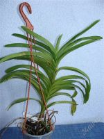 Лот: 1058814. Фото: 2. орхидея ванда sansai blue с цветоносом. Комнатные растения и уход