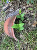 Лот: 25415204. Фото: 3. Клематис белый мелкоцветковый. Для дачи, дома, огорода, бани, парка