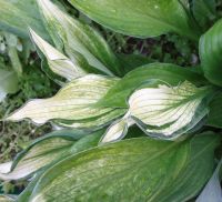 Лот: 4268843. Фото: 5. хоста 'Жанет Дей' (hosta 'Janet...