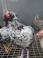 Лот: 10213373. Фото: 2. петух чёрно-белый. Животные и уход