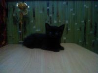Лот: 3513411. Фото: 2. Шотландский прямоухий черный котик... Животные и уход
