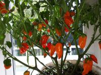 Лот: 12090842. Фото: 4. Плод Перца 7pot Chaguanas Red...